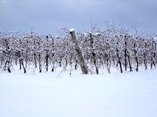 A photo of Winter Vines in Lincoln, Ontario